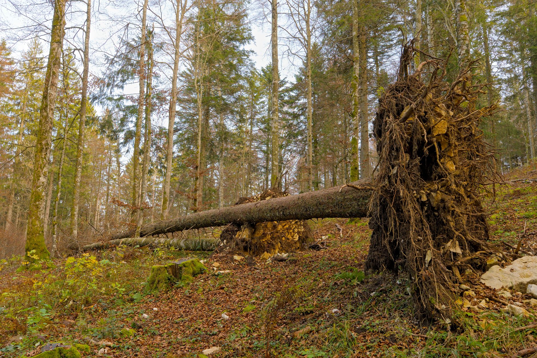 Enlèvement arbre urgence à Le Petit-Quevilly
